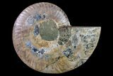 Cut & Polished Ammonite Fossil (Half) - Madagascar #158062-1